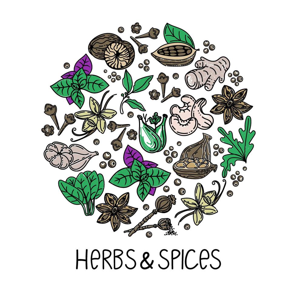 Hand-drawn herbs and spices in a doodle style. Elements in a circle. Handwritten inscription. Nuts, spices and herbs. Pepper peas. Flat style vector. vector