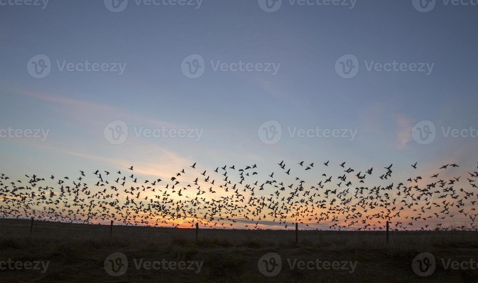 Snow Geese at Sunset photo