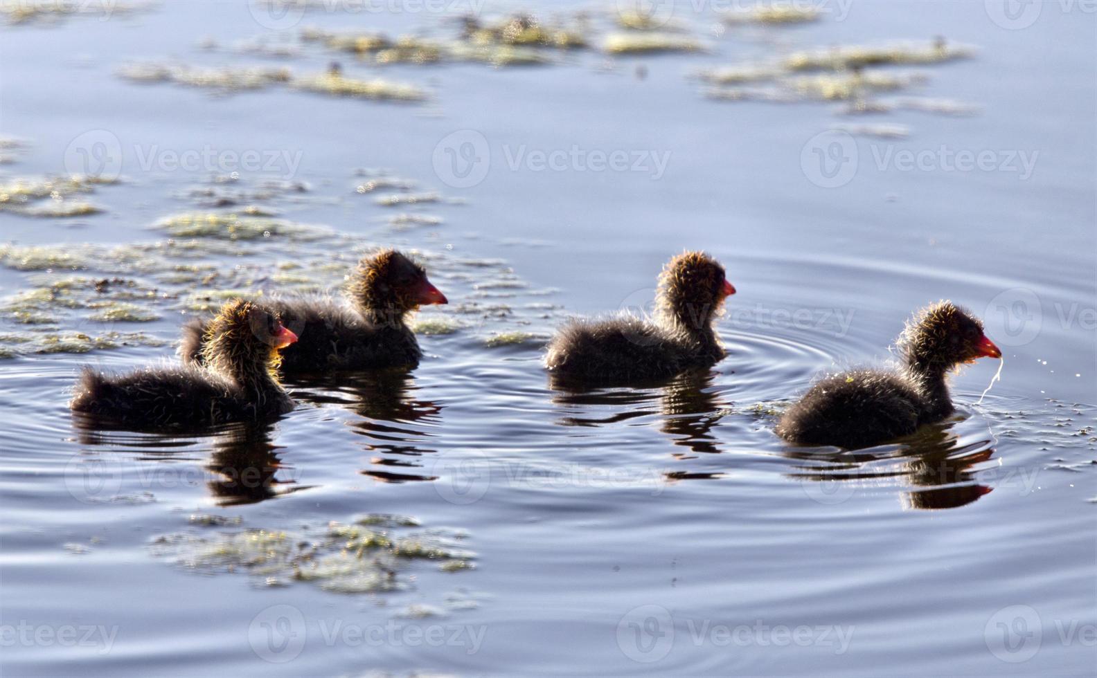 crías de gallinas de agua foto