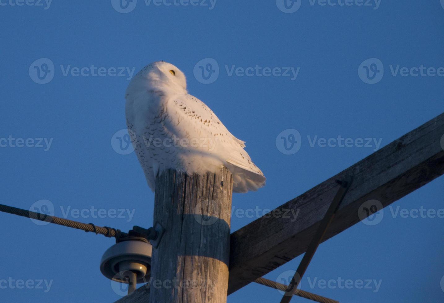 Snowy Owl on Pole photo