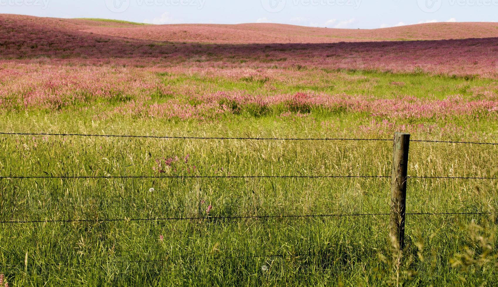 Pink flower alfalfa photo