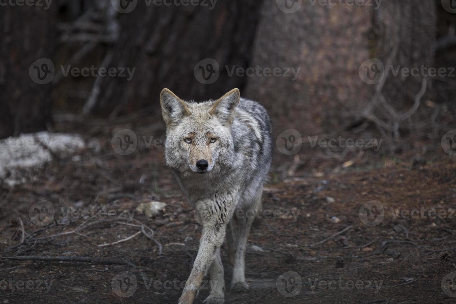 Wild Timber wolf photo