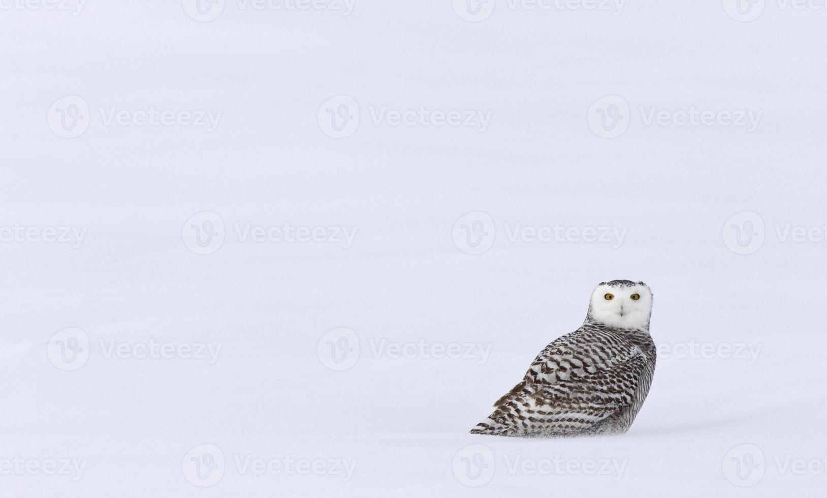 buho nevado en invierno foto