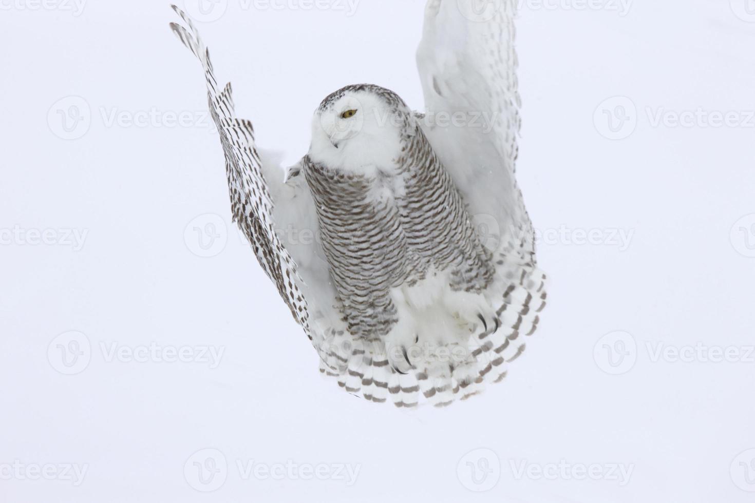 Snowy Owl in Flight photo