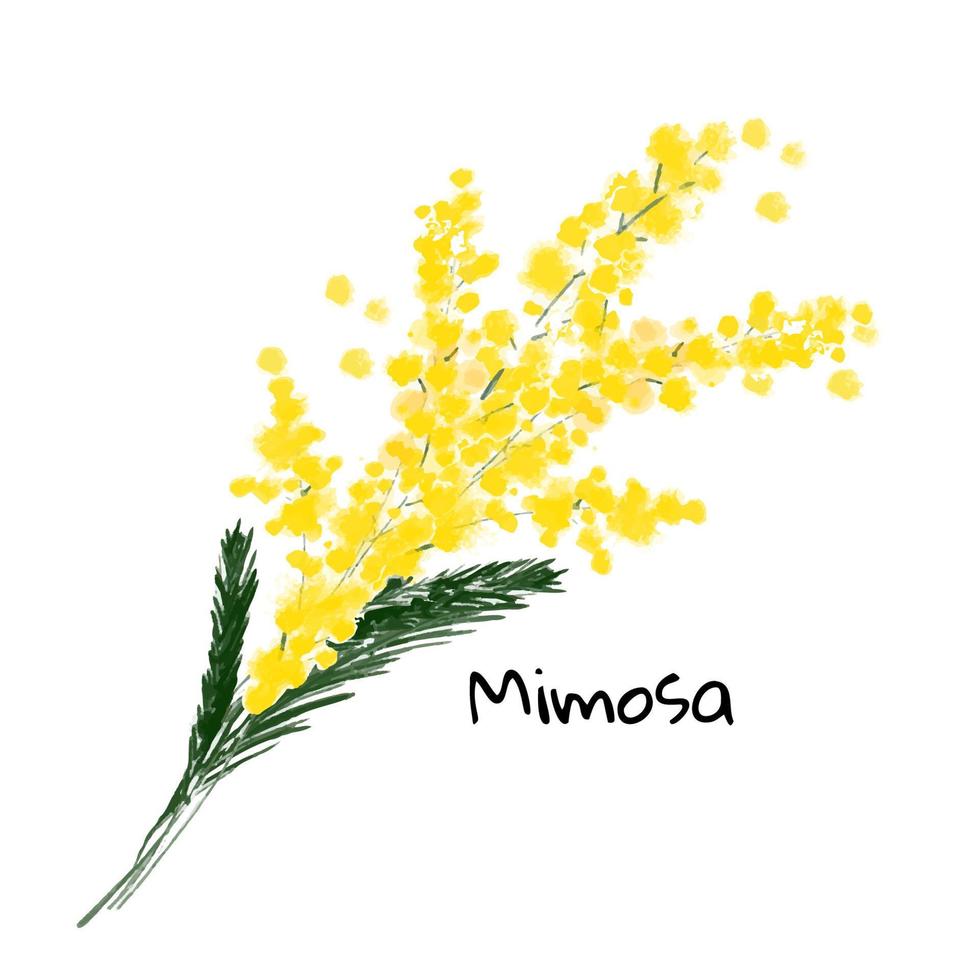 ilustración una flor de mimosa de primavera en el fondo blanco vector