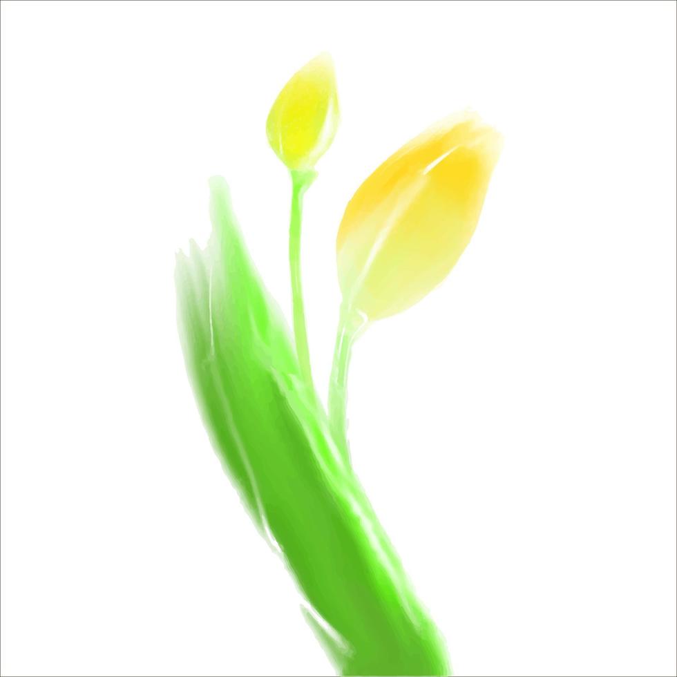 Vector illustration yellow tulip in watercolor style on white