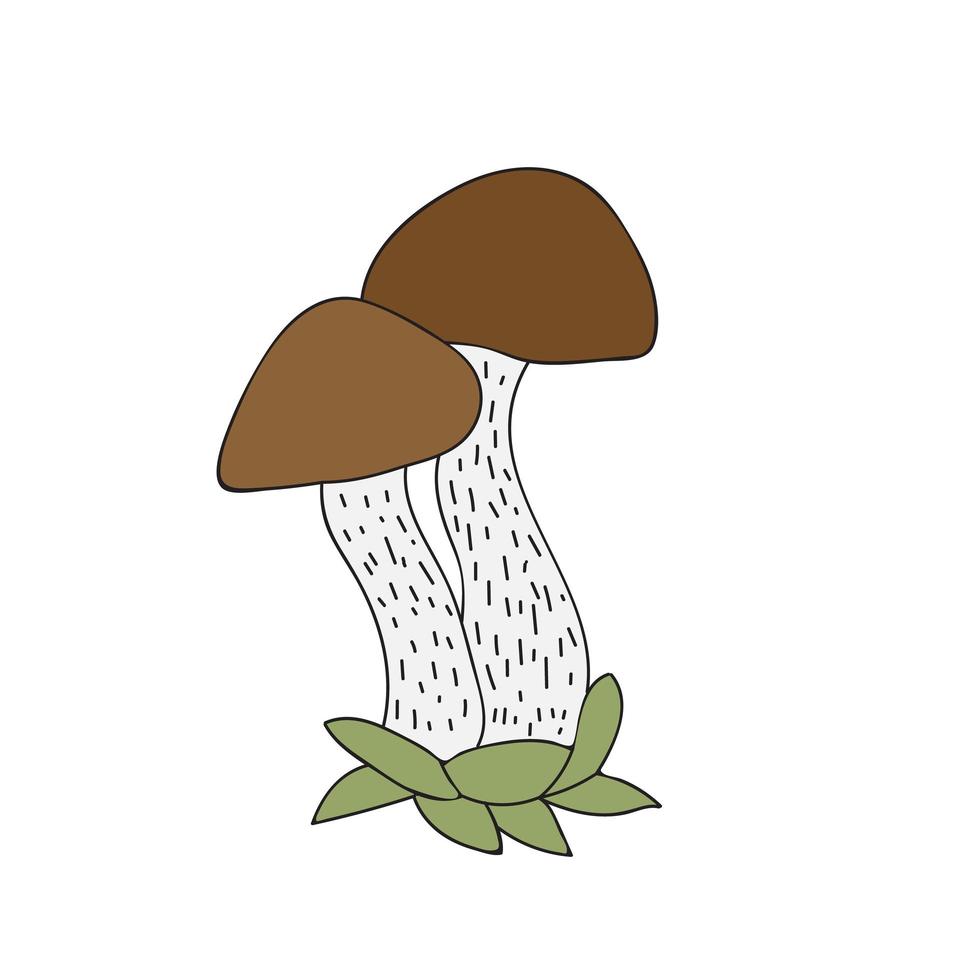Boletus mushrooms in simple hand drawn style. Vector illustration
