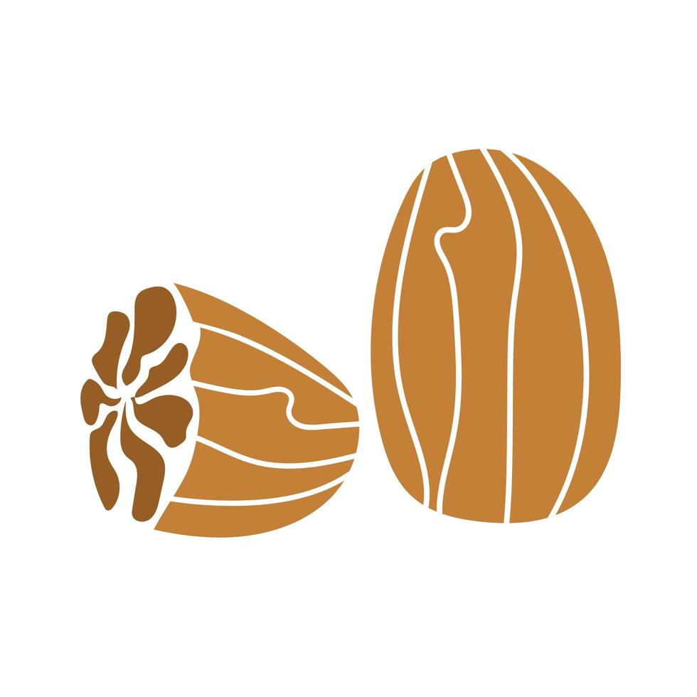 Nutmeg, hand drawn graphic element for packaging design of nuts and seeds vector