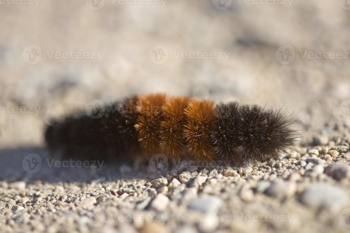 oruga del oso lanudo foto