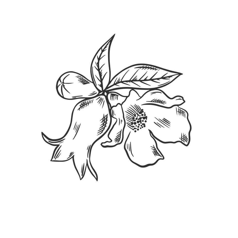 Pomegranate flower hand drawn sketch vector