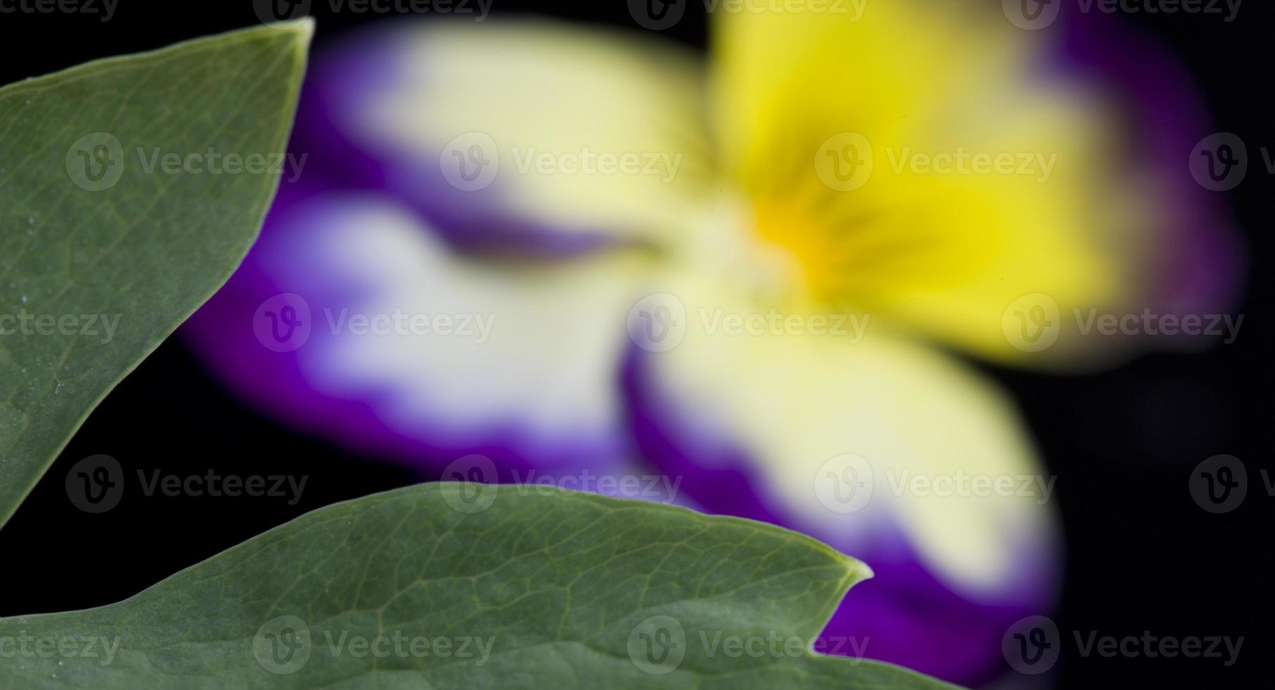 Pansy close up photo