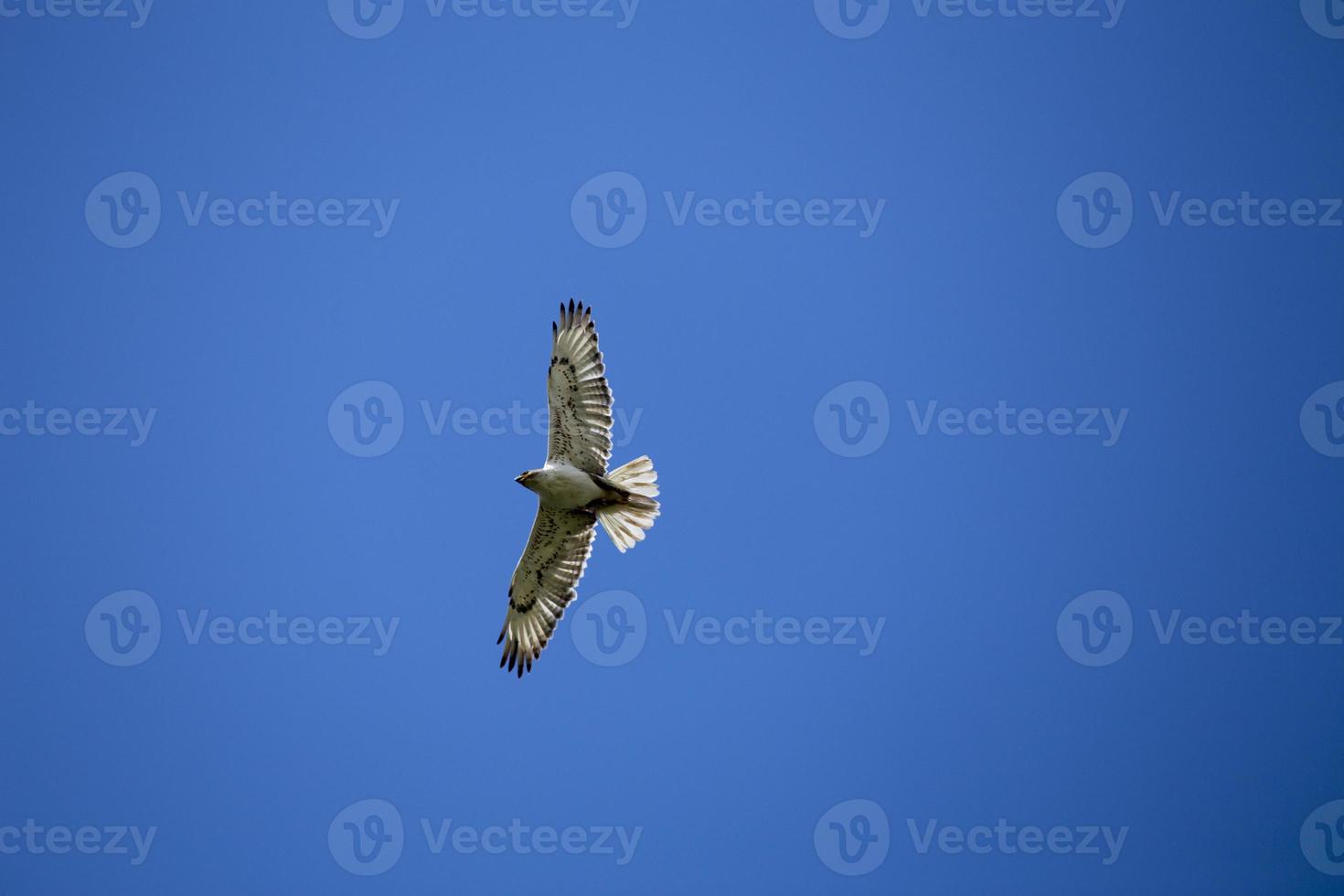 Swainson Hawk in Flight photo