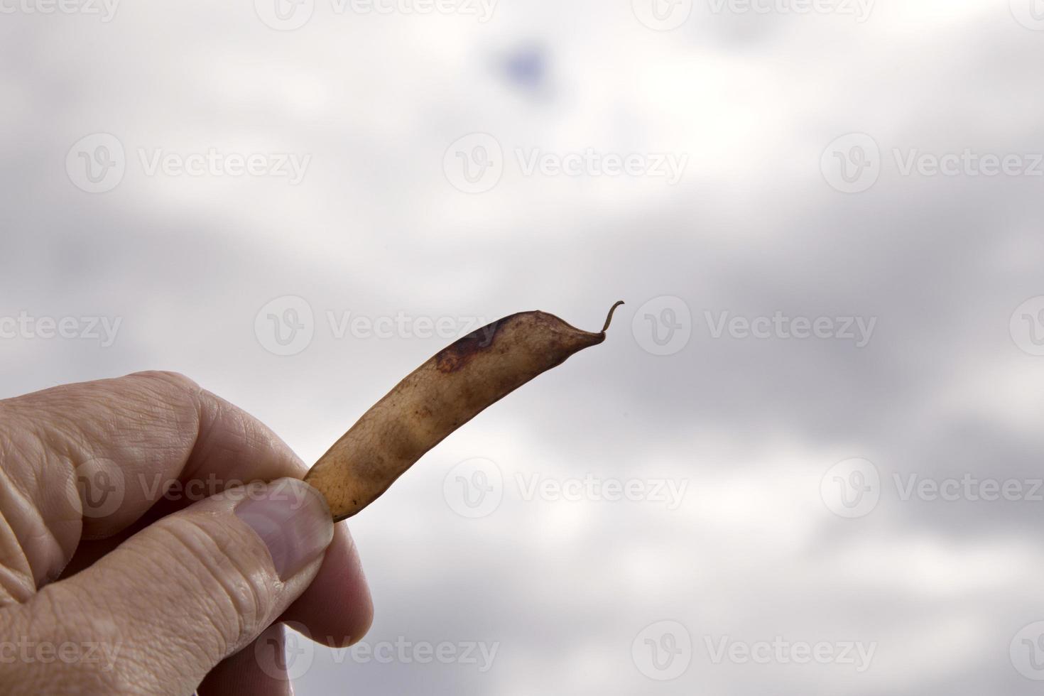 Pea Crop Harvest photo