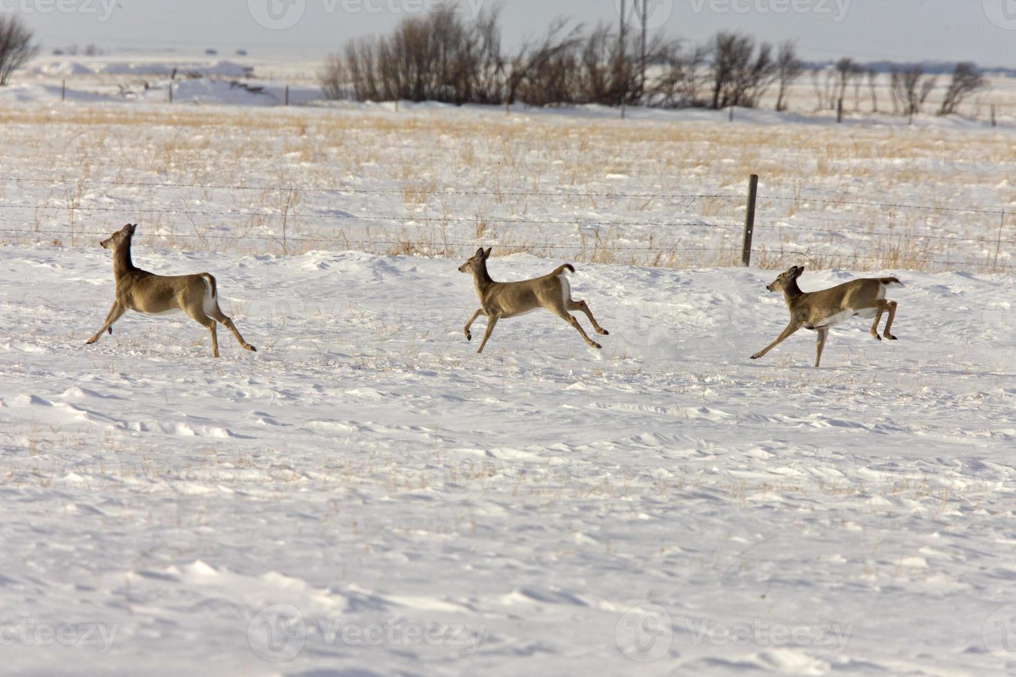 Deer in Winter photo