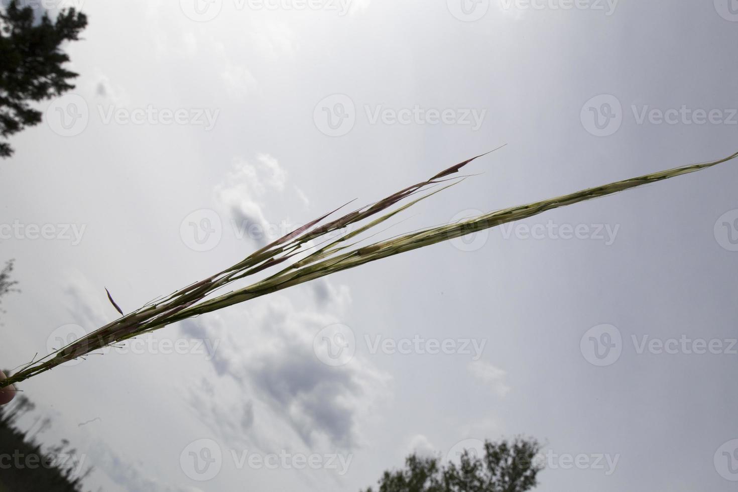 Wild Rice Harvest Saskatchewan 5903626 Stock Photo at Vecteezy