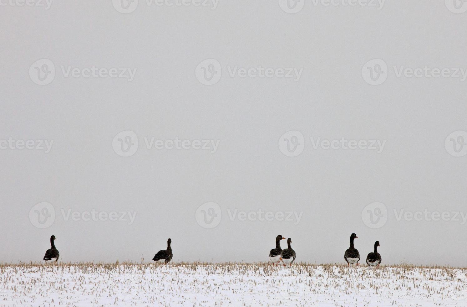 Geese on a Hill photo
