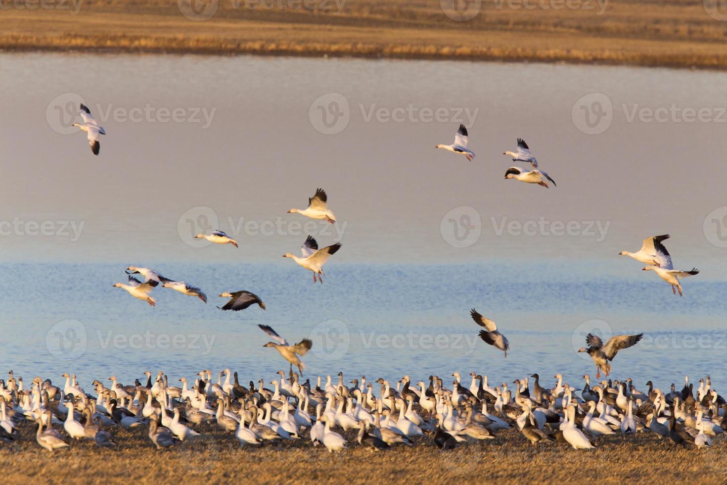 Swarm of Snow Geese photo