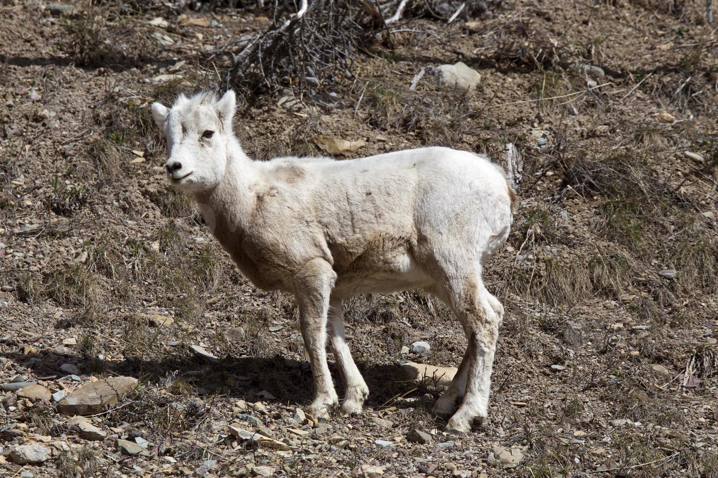 Rocky Mountain Sheep photo
