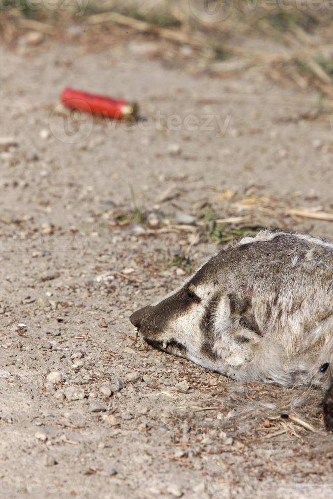 Dead Badger and Shotgun Shell photo