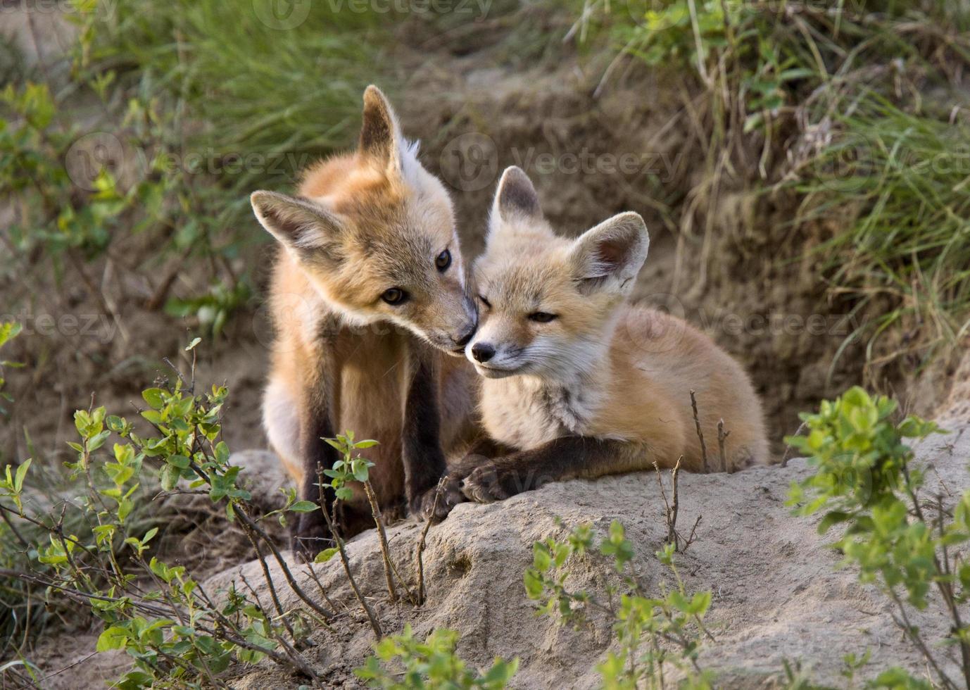 Young Fox Kit photo