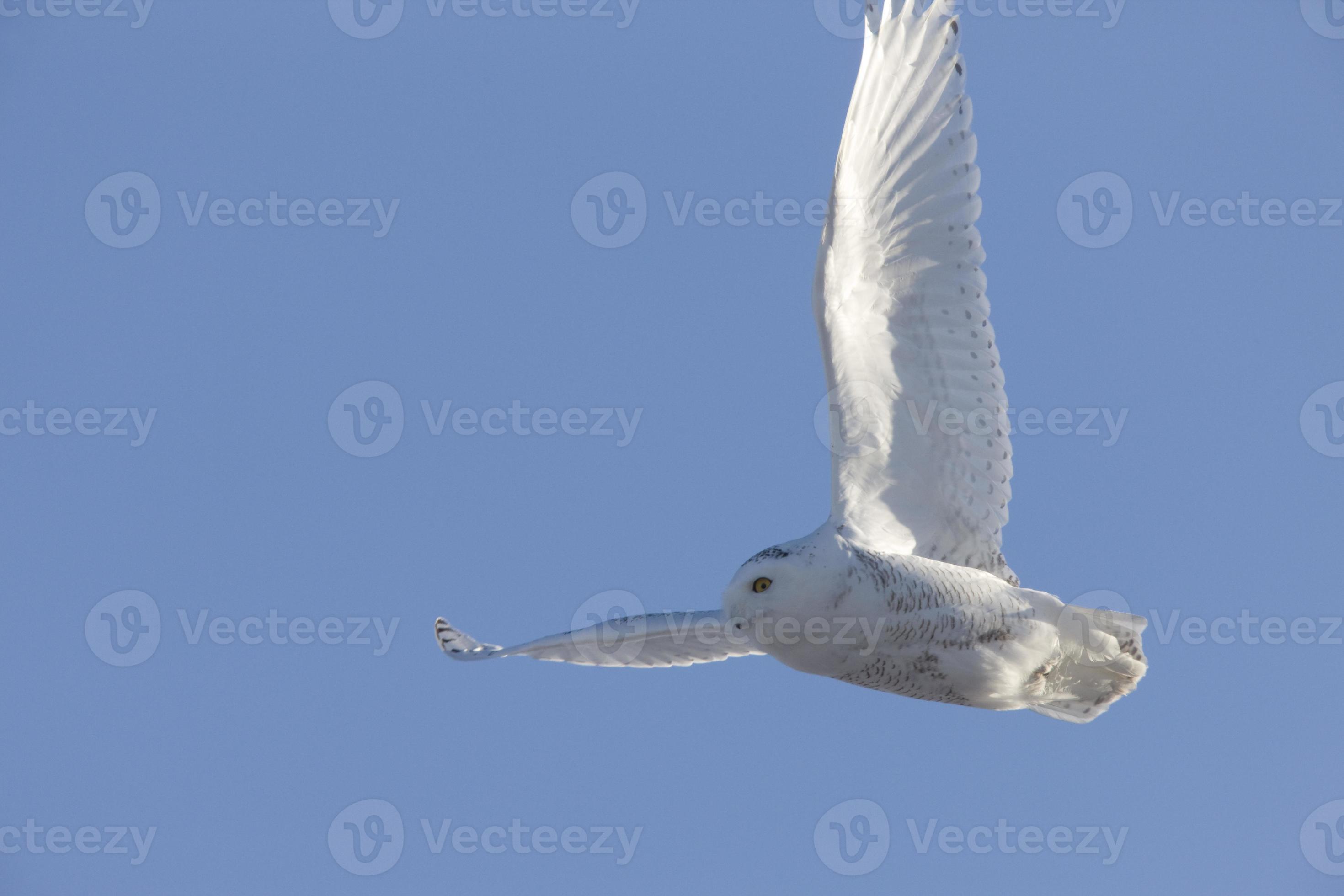Snowy Owl In Flight 5903930 Stock Photo At Vecteezy snowy-owl-in-flight-5903930-stock-photo-at-vecteezy