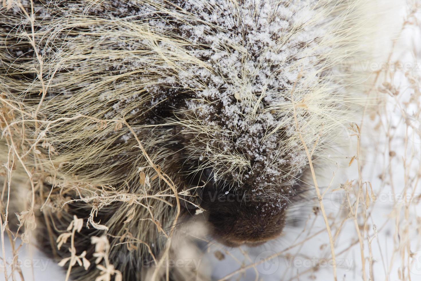 Porcupine in Winter photo