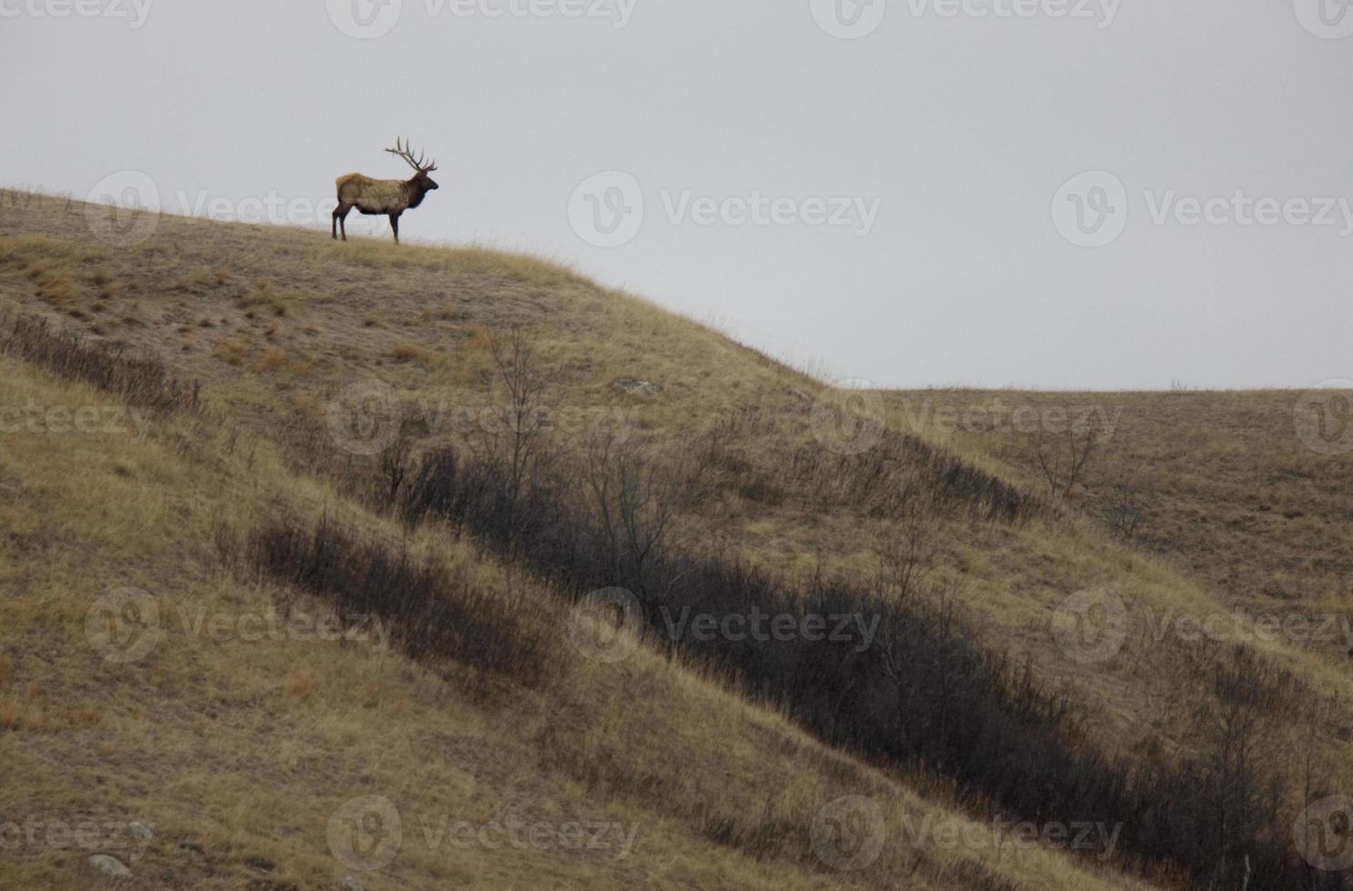 Bull Elk on Hill photo