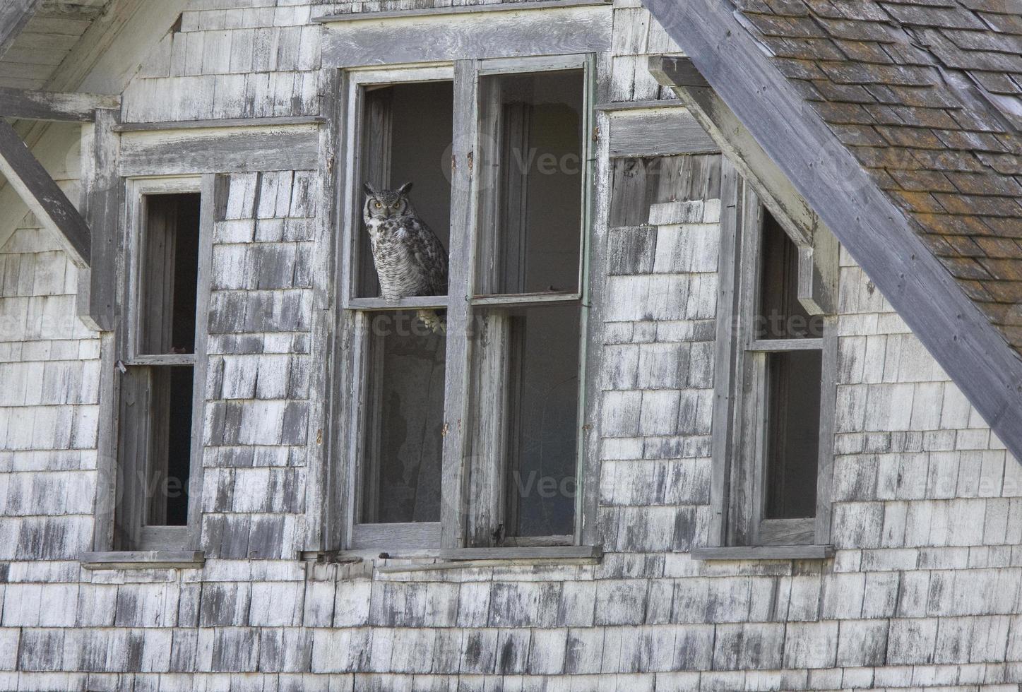 Abandoned Farm with owl photo