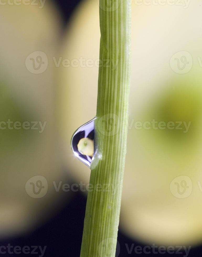 Close up lily water drop photo