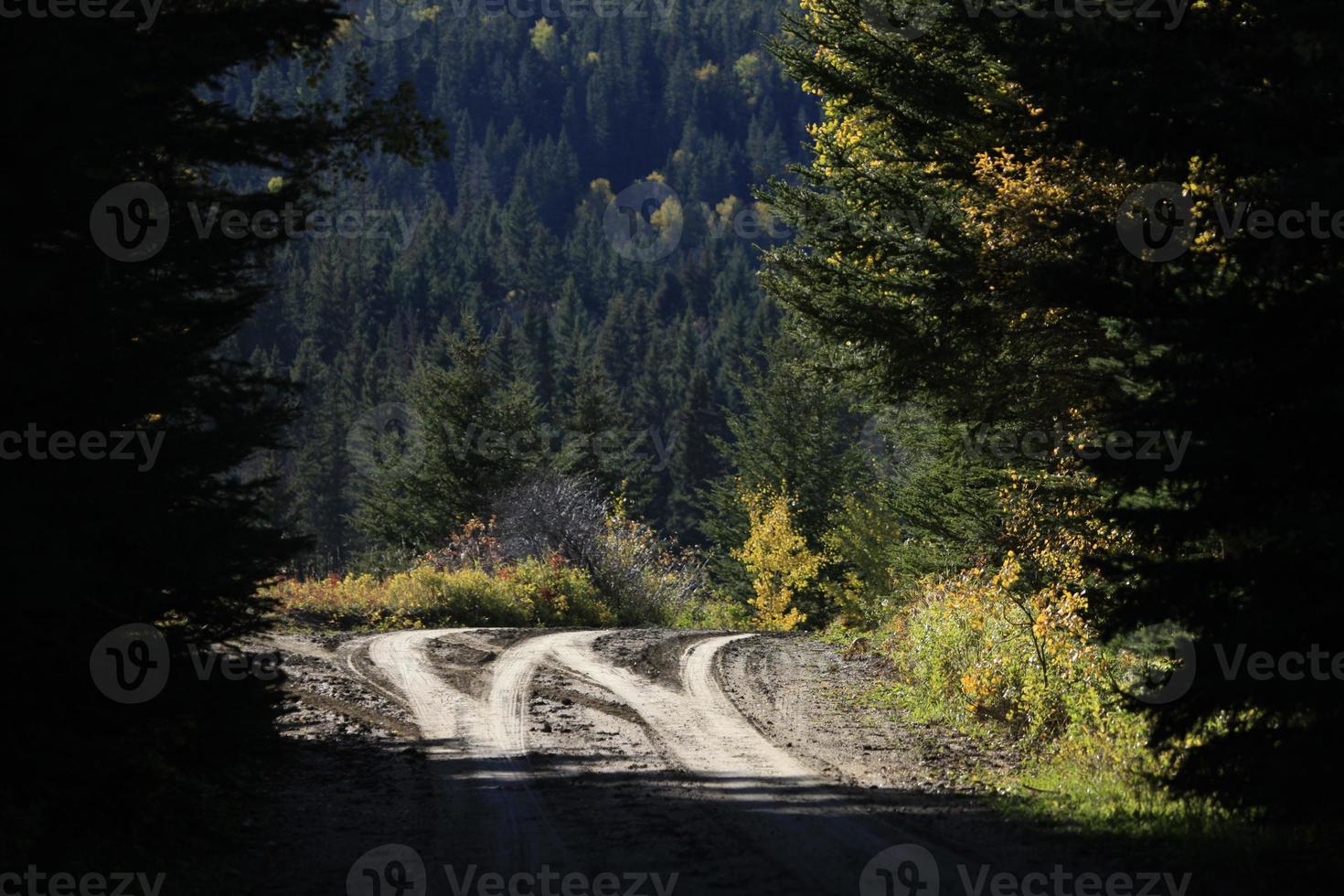 Autumn Colors Cypress Hills Canada photo