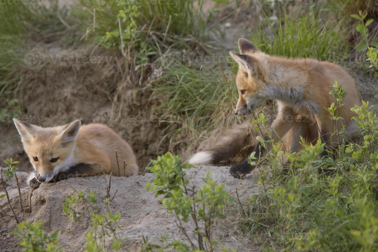 Young Fox Kit photo