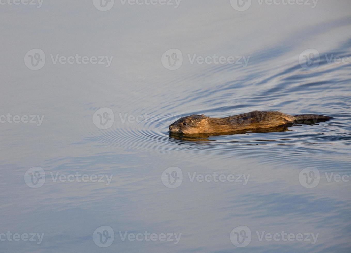 rata almizclera nadando en invierno foto