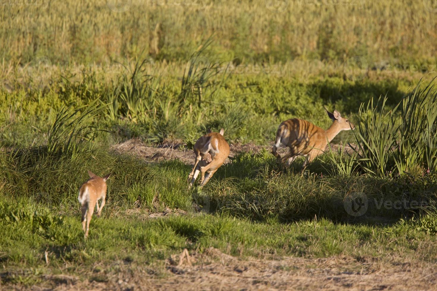 Deer in a field photo