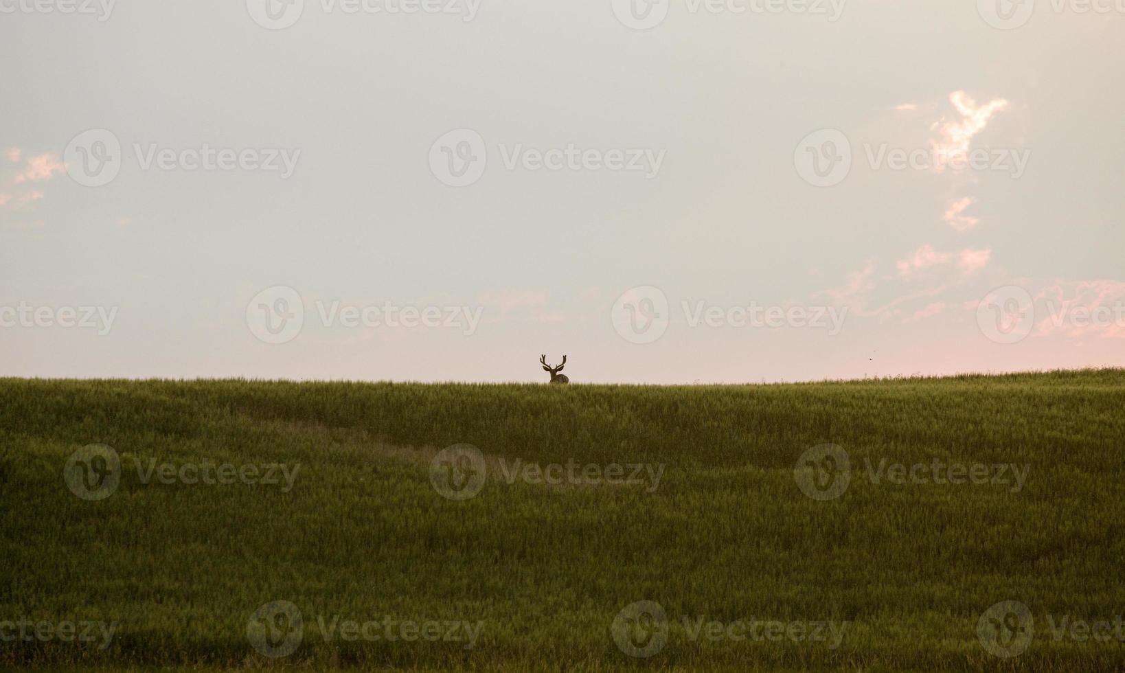 escena de la pradera saskatchewan foto