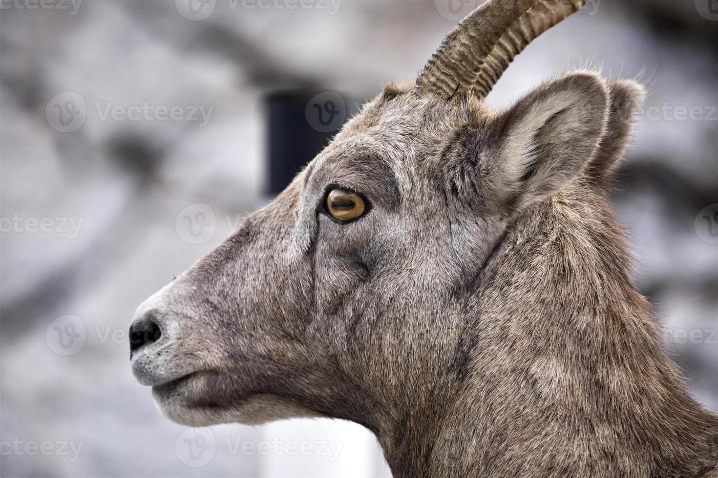 Rocky Mountain Sheep photo