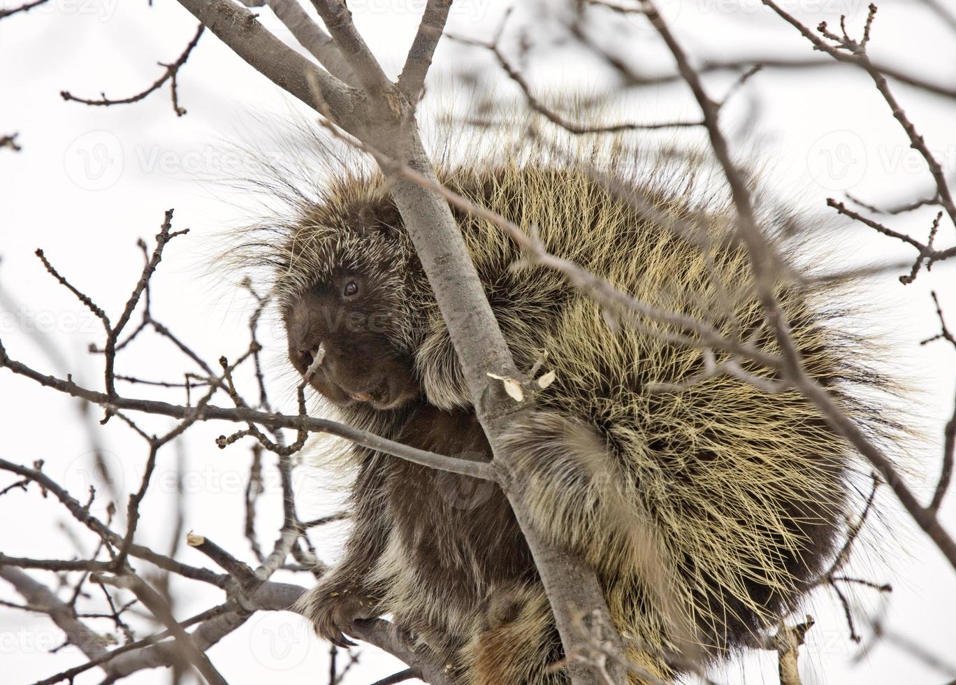 Porcupine in Tree photo