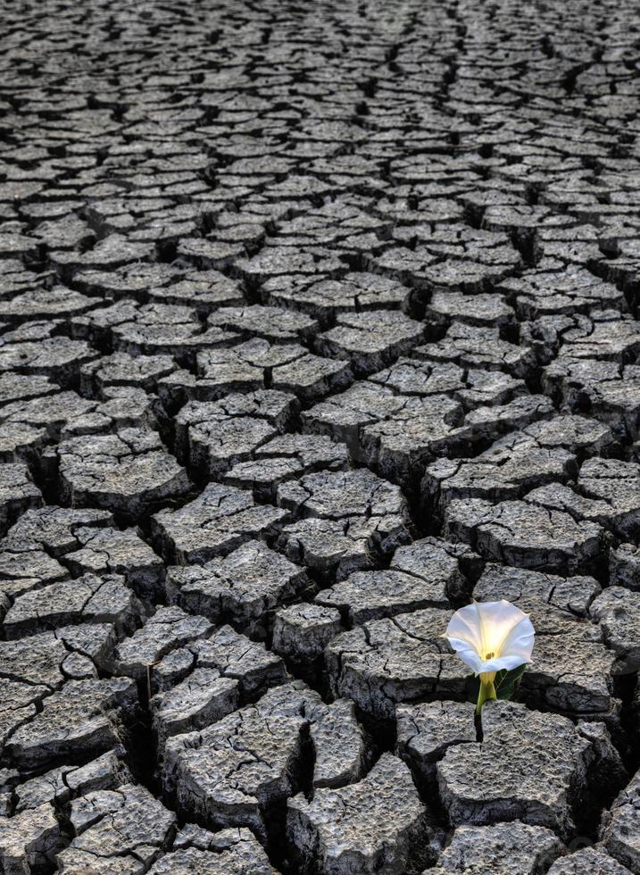 Dried up River Bed photo