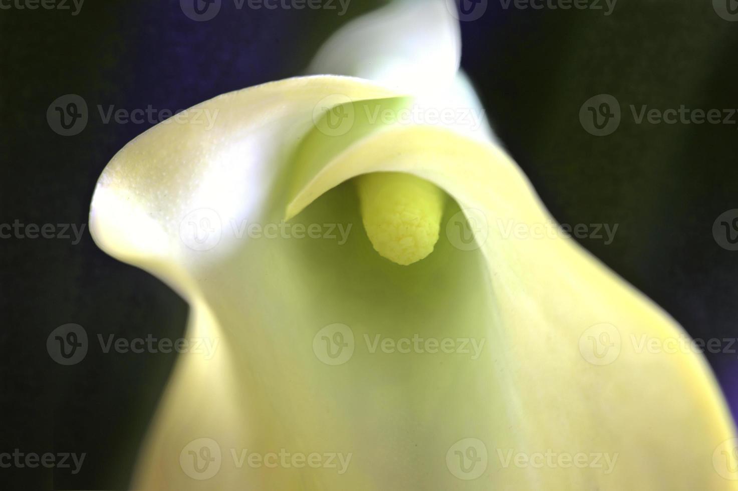 Close up lily water drop photo