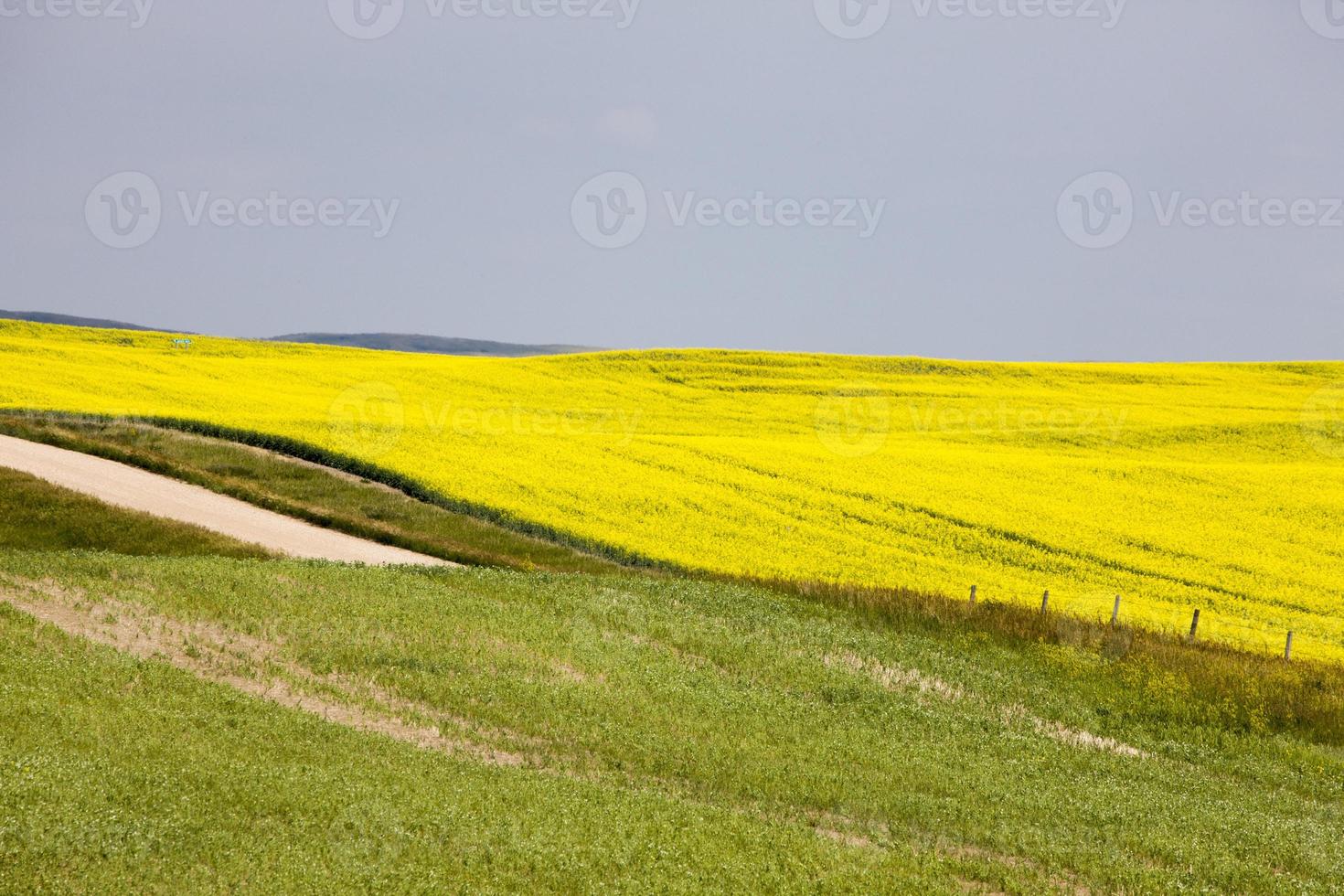 campo de canola saskatchewan foto