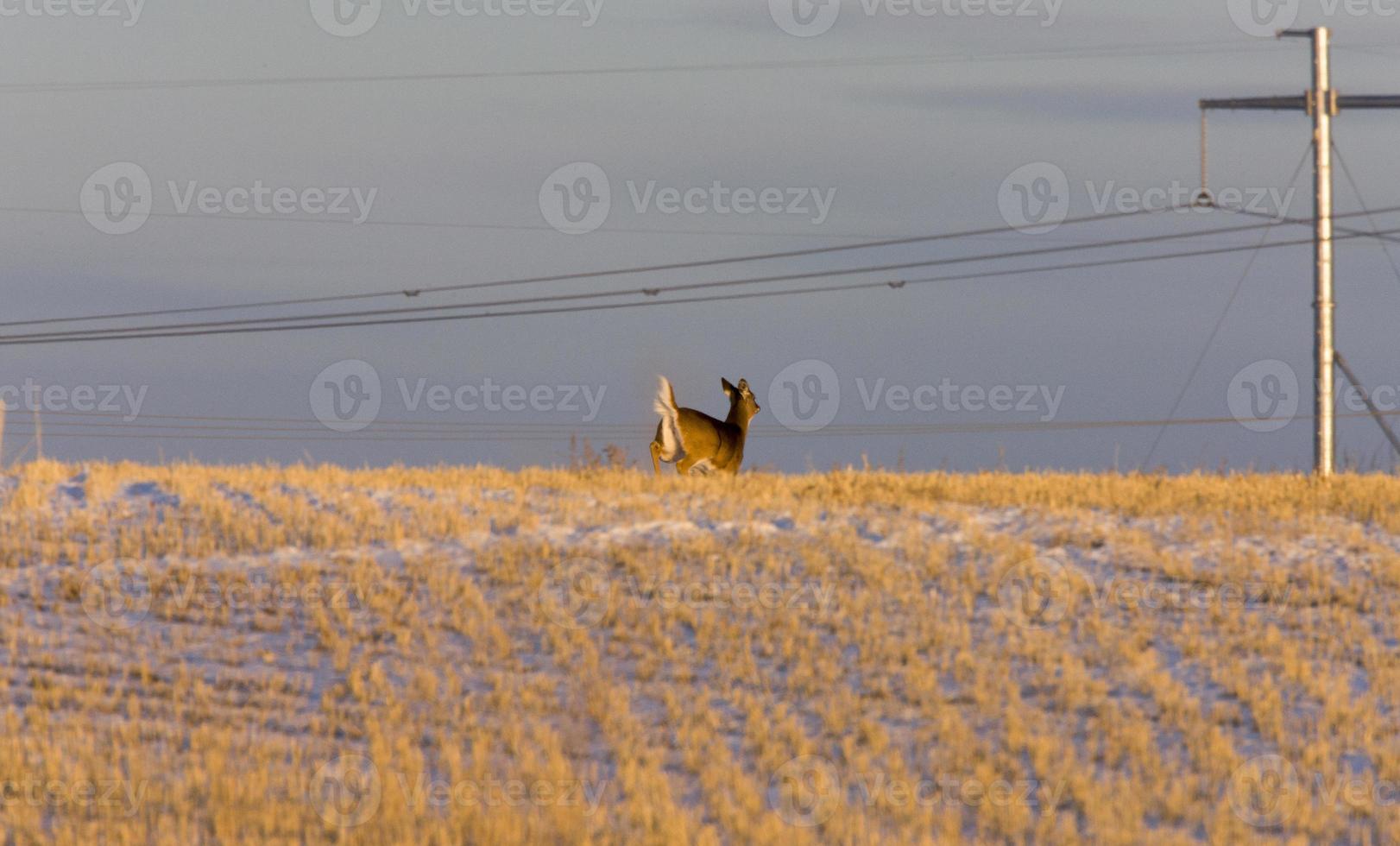 Prairie Deer at Sunset photo