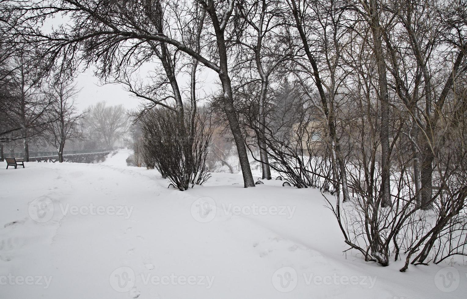 escena de invierno de la pradera foto