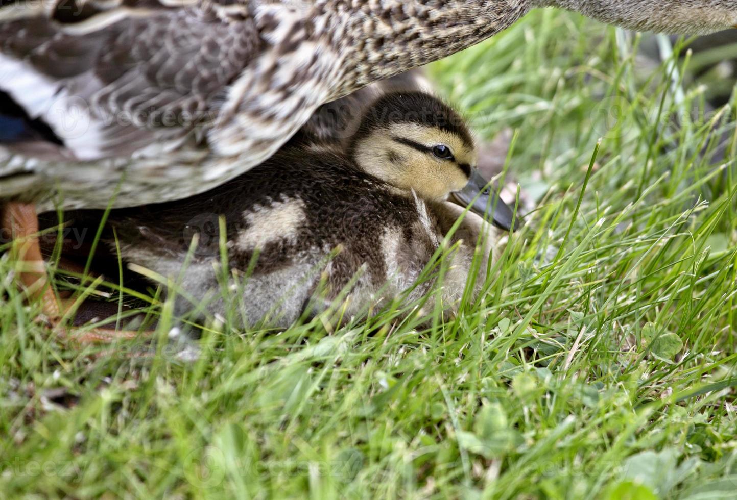 Mother Duck and Babies photo