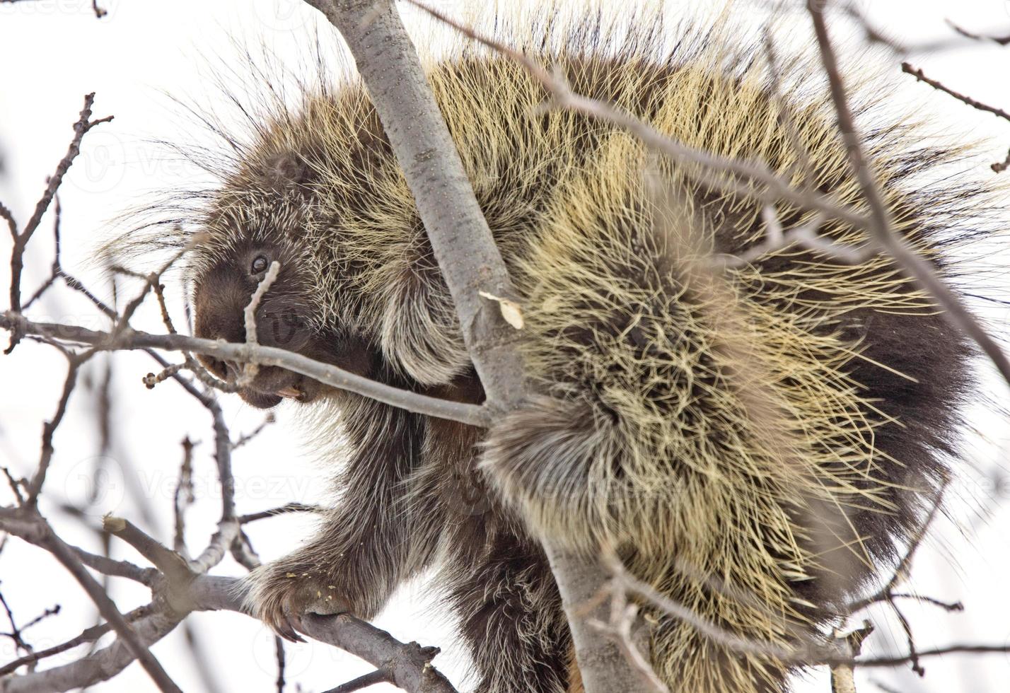 Porcupine in Tree photo