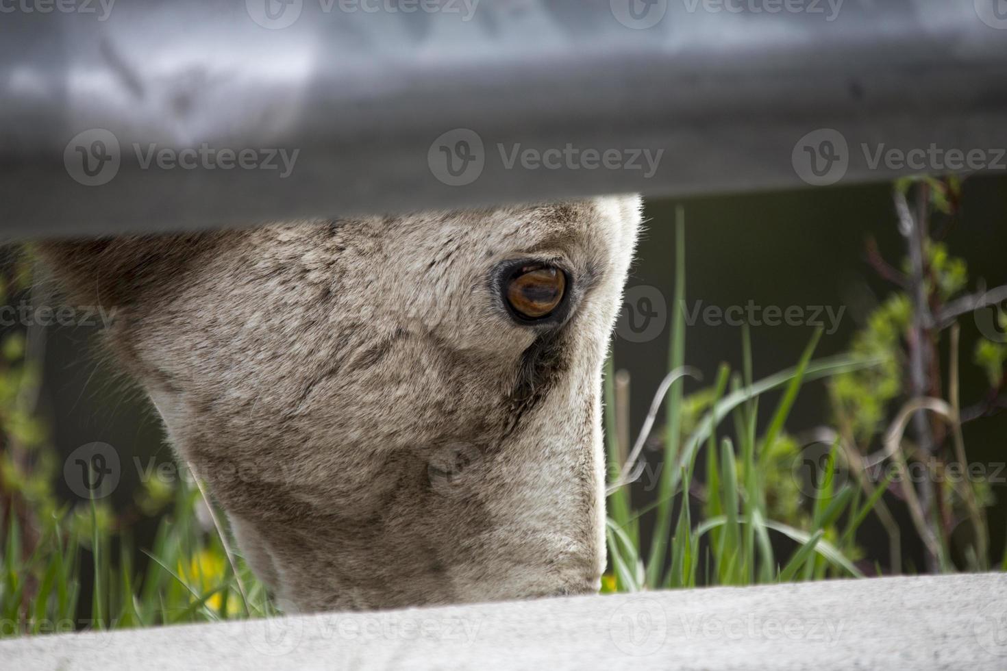 Rocky Mountain Sheep photo