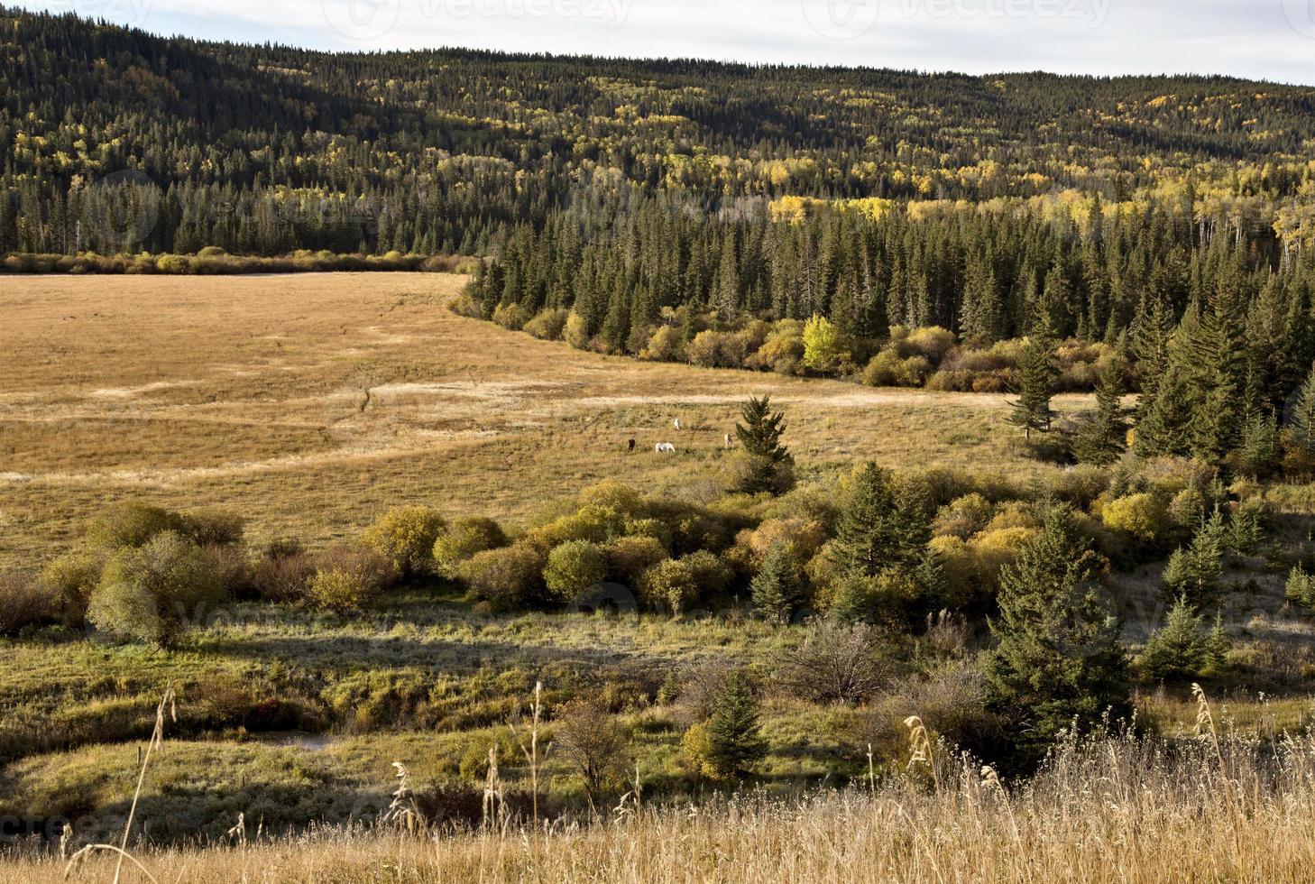 colores de otoño cypress hills canadá foto