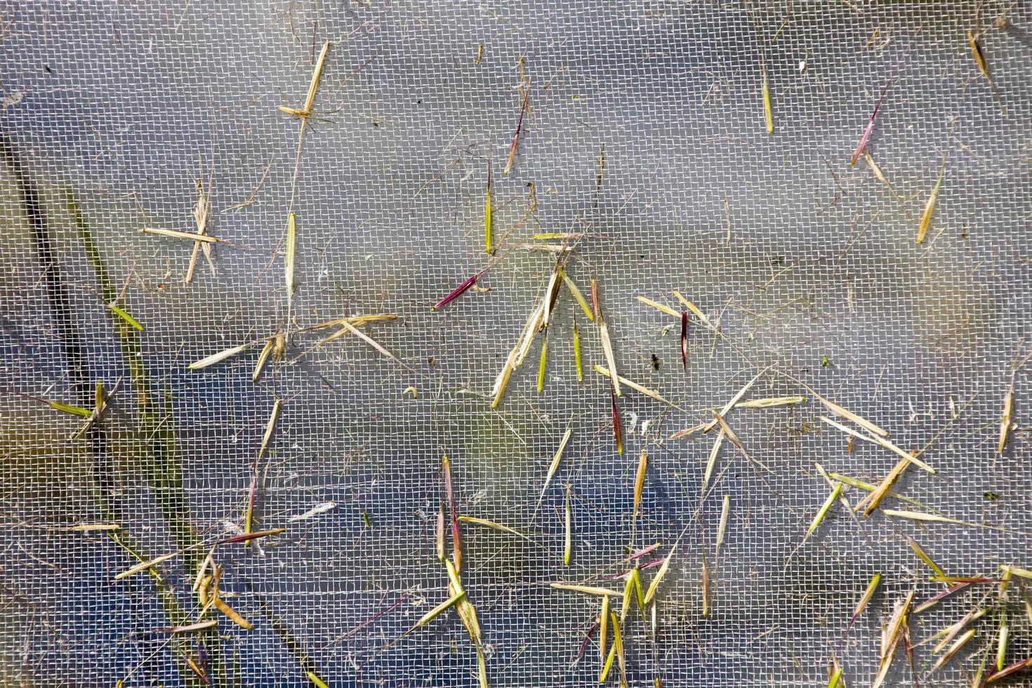 Wild Rice Harvest Saskatchewan 5904819 Stock Photo at Vecteezy