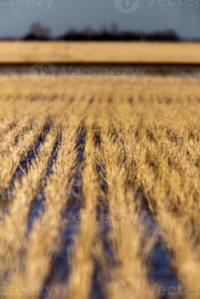 Stuble Field at Sunset photo