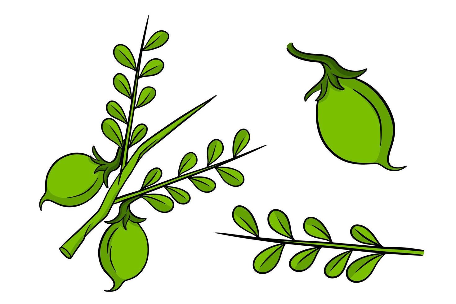 A set of chickpeas. Fresh chickpeas on a twig with leaves. vector