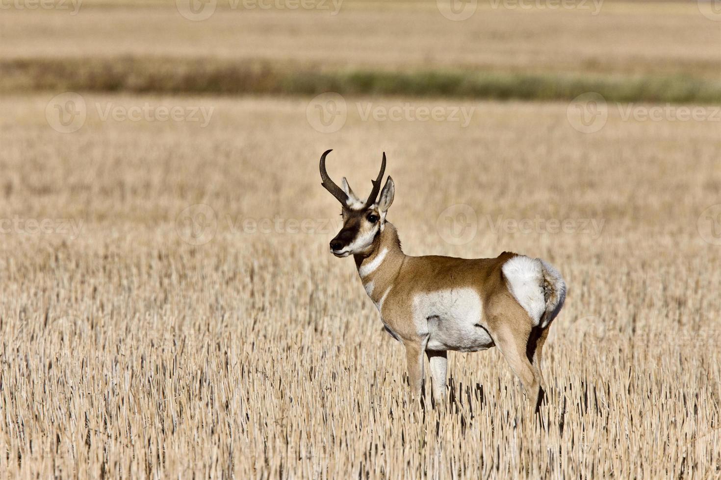 Pronghorn Antelope buck antlers photo
