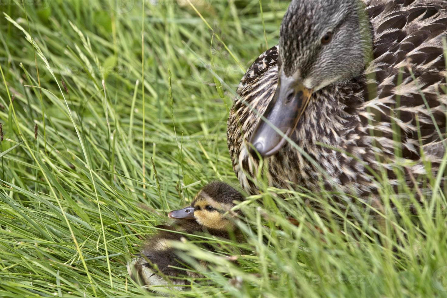 mamá pato y bebés foto